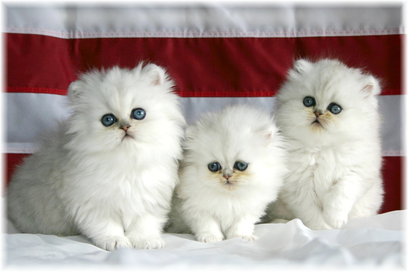 49+] Cute Cat Wallpapers for Desktop - WallpaperSafari