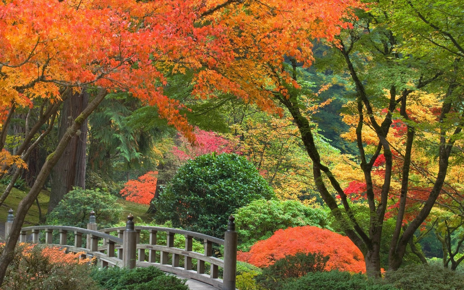 Autumn Nature HD Wallpaper 1080p Ultra