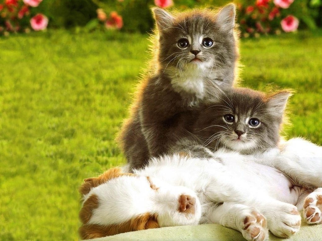 Pics Photos Puppies And Kittens Wallpaper