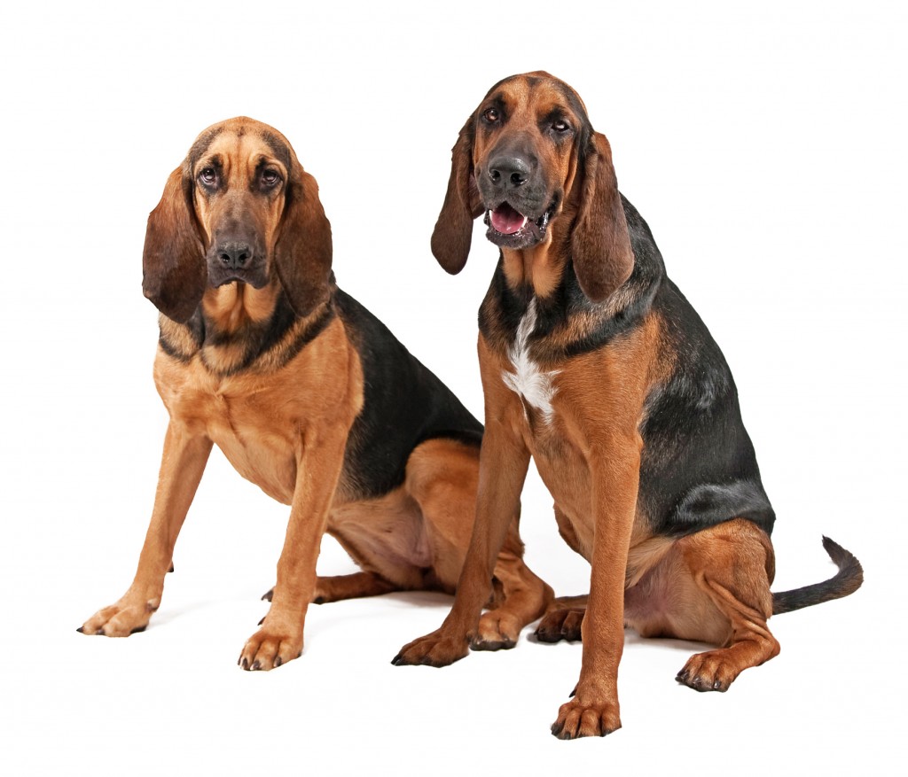 Bloodhounds Wallpaper Fun Animals Wiki Videos Pictures Stories
