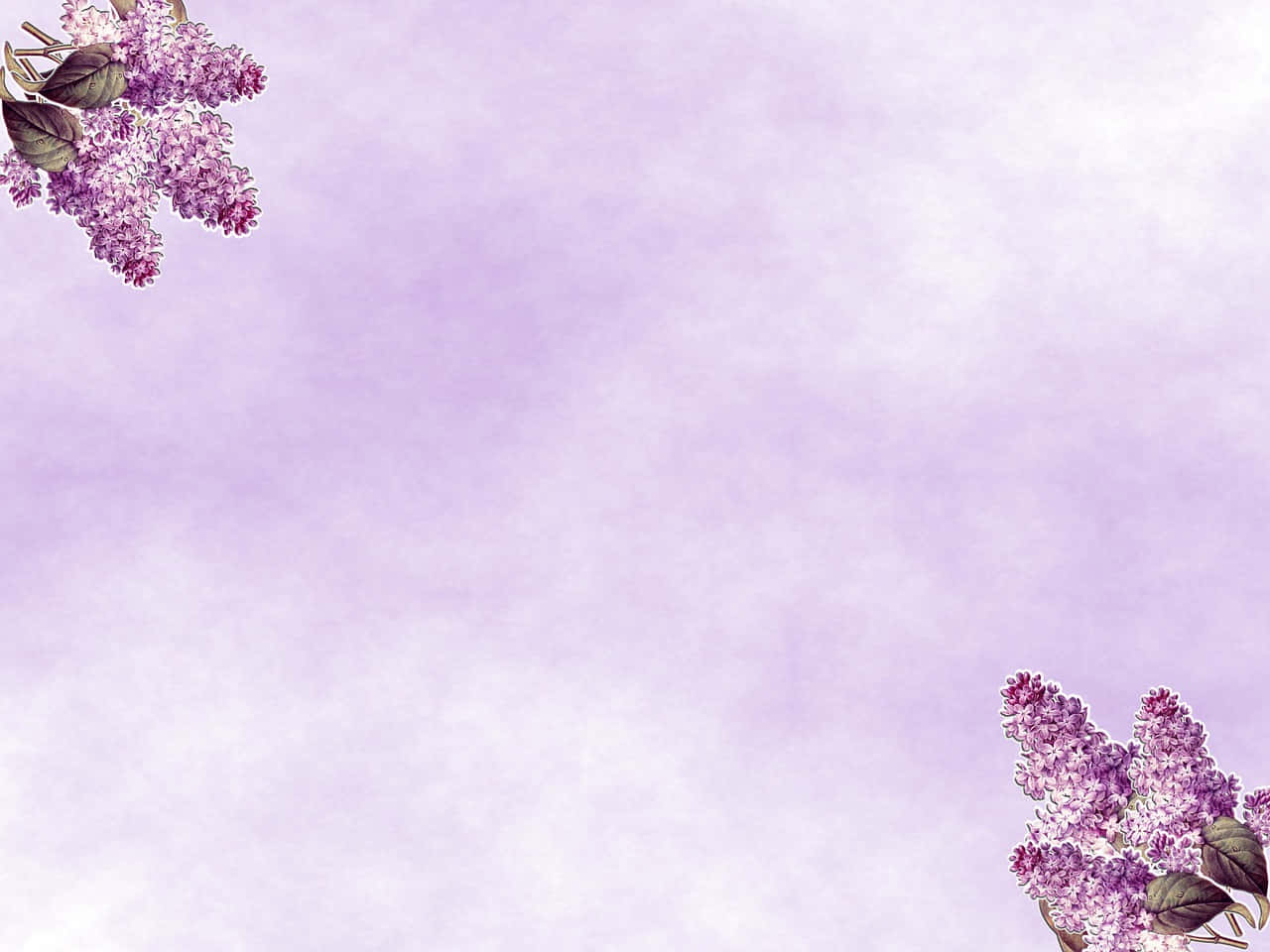 Lilac Color Background Wallpaper