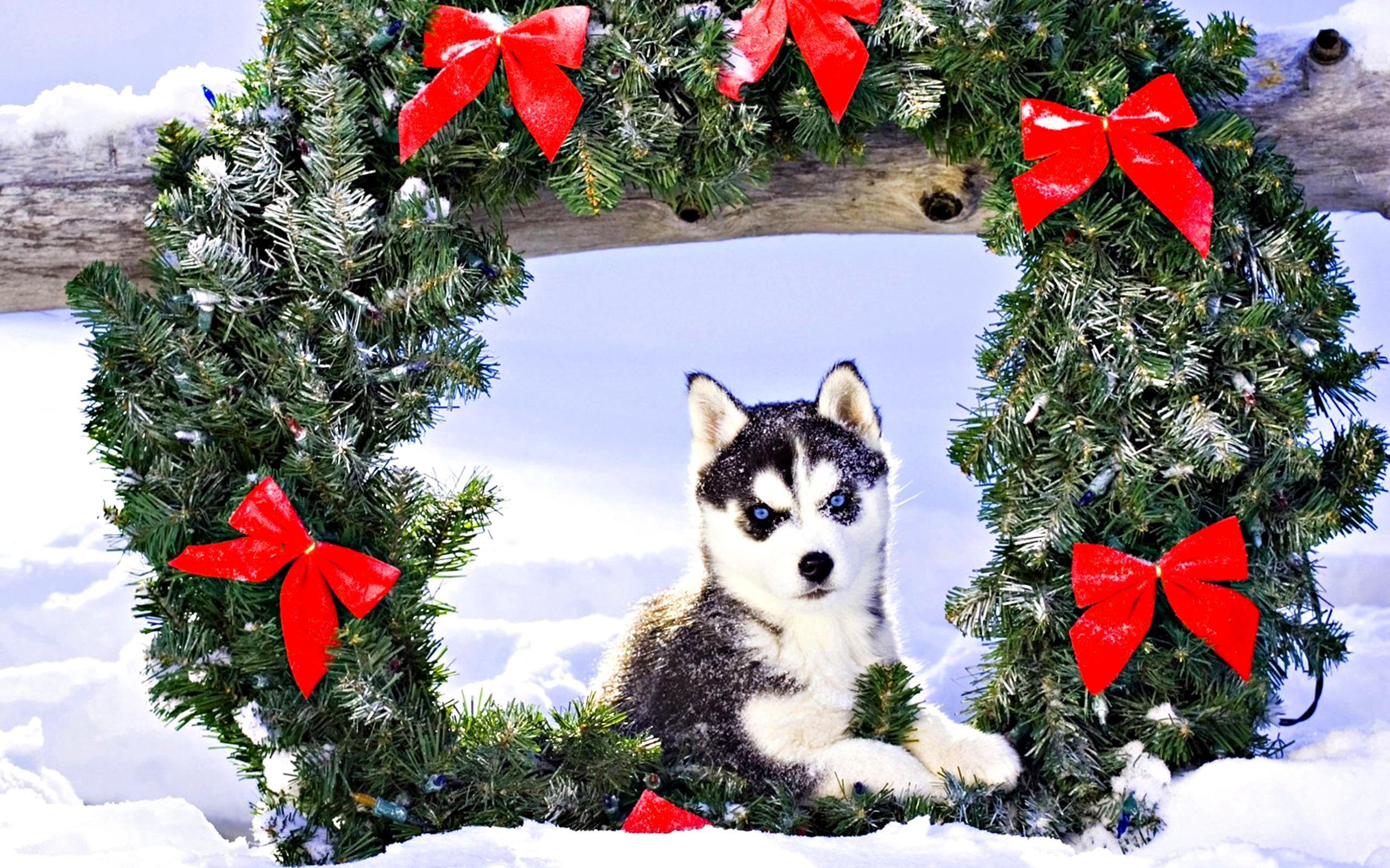 HD Desktop Wallpaper Christmas Holiday Puppy Husky Baby