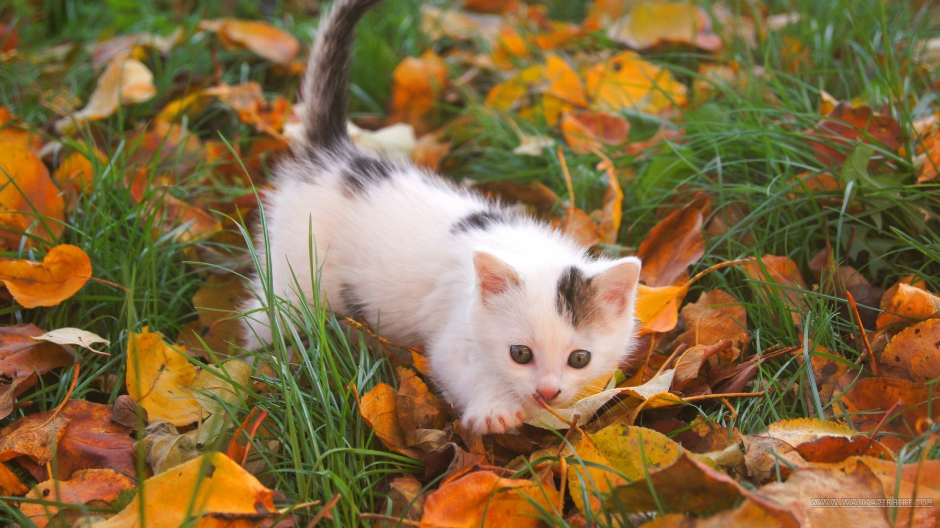 Wallpaper Kitten Baby Spotted Leaves Autumn