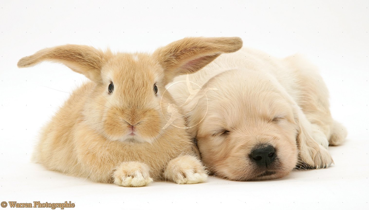 Baby Sandy Lop Rabbit With Golden Retriever Pup White Background