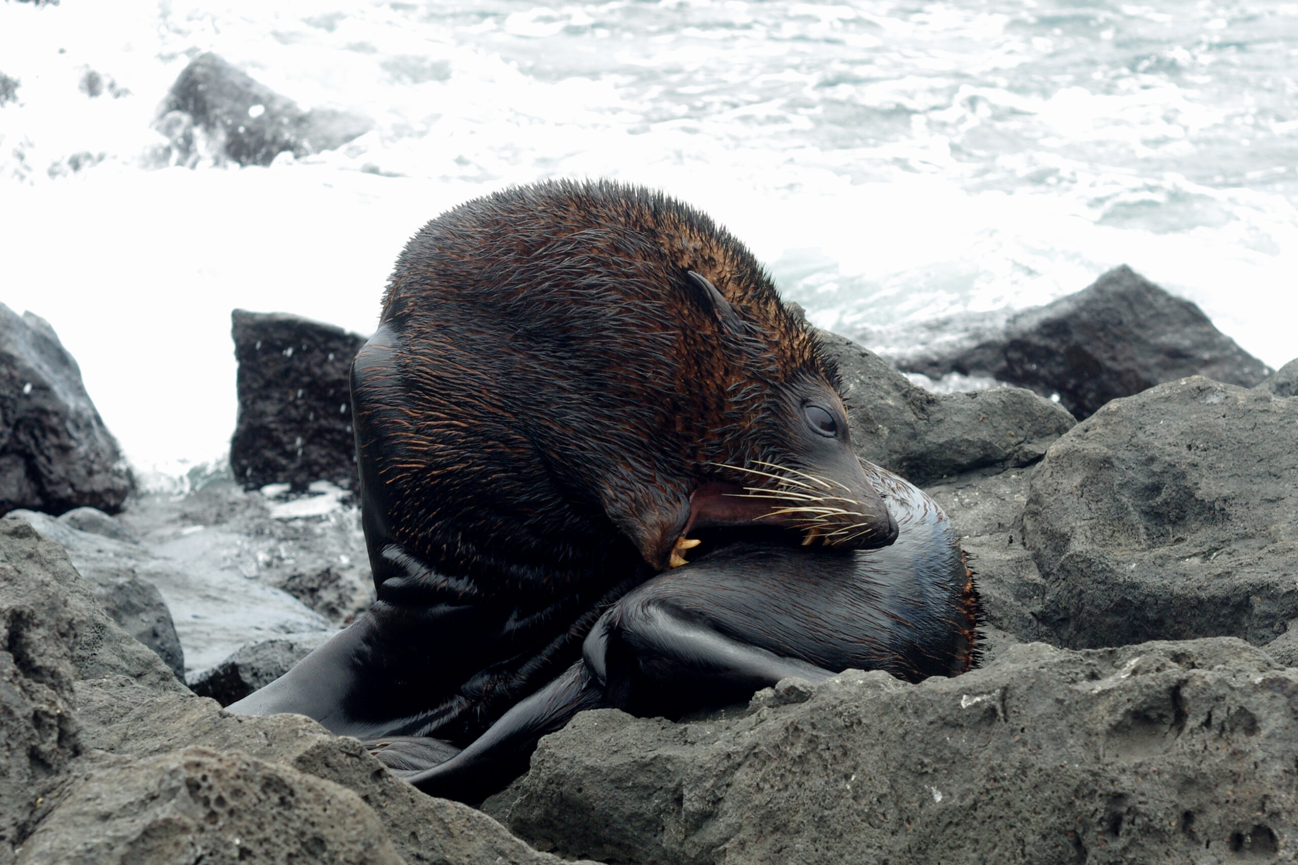 Southern Fur Seal Wallpaper