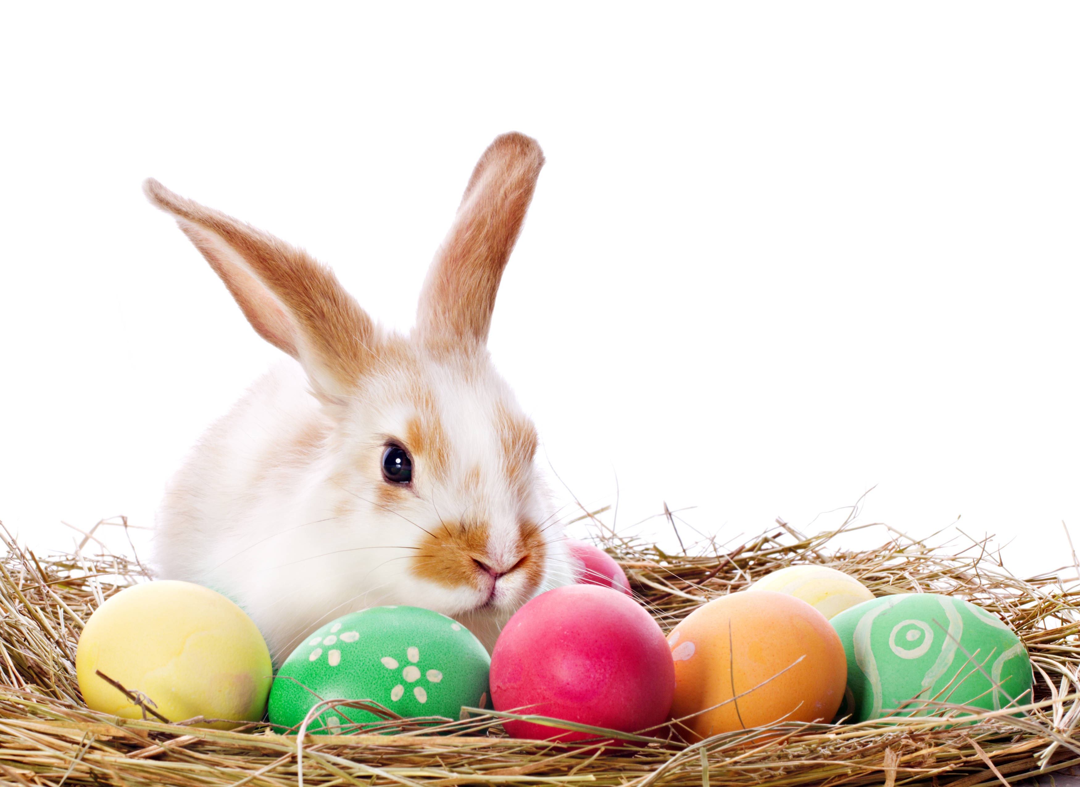 Easter Bunny Backgrounds Free Download