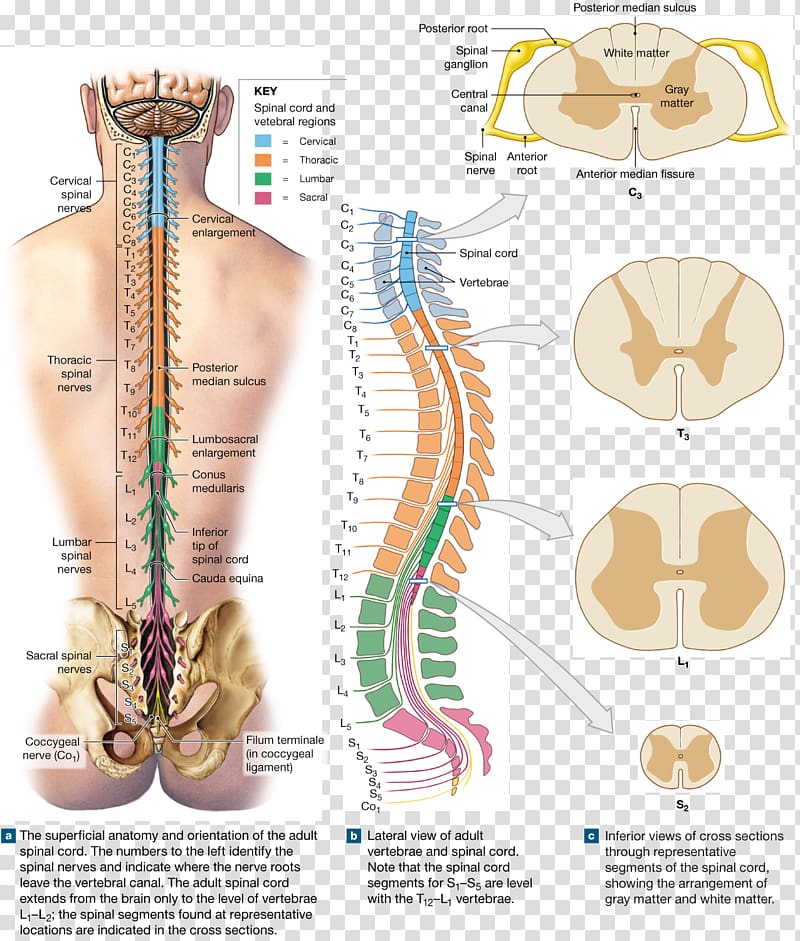 Spinal Nerve Cord Vertebral Column Root Anatomy