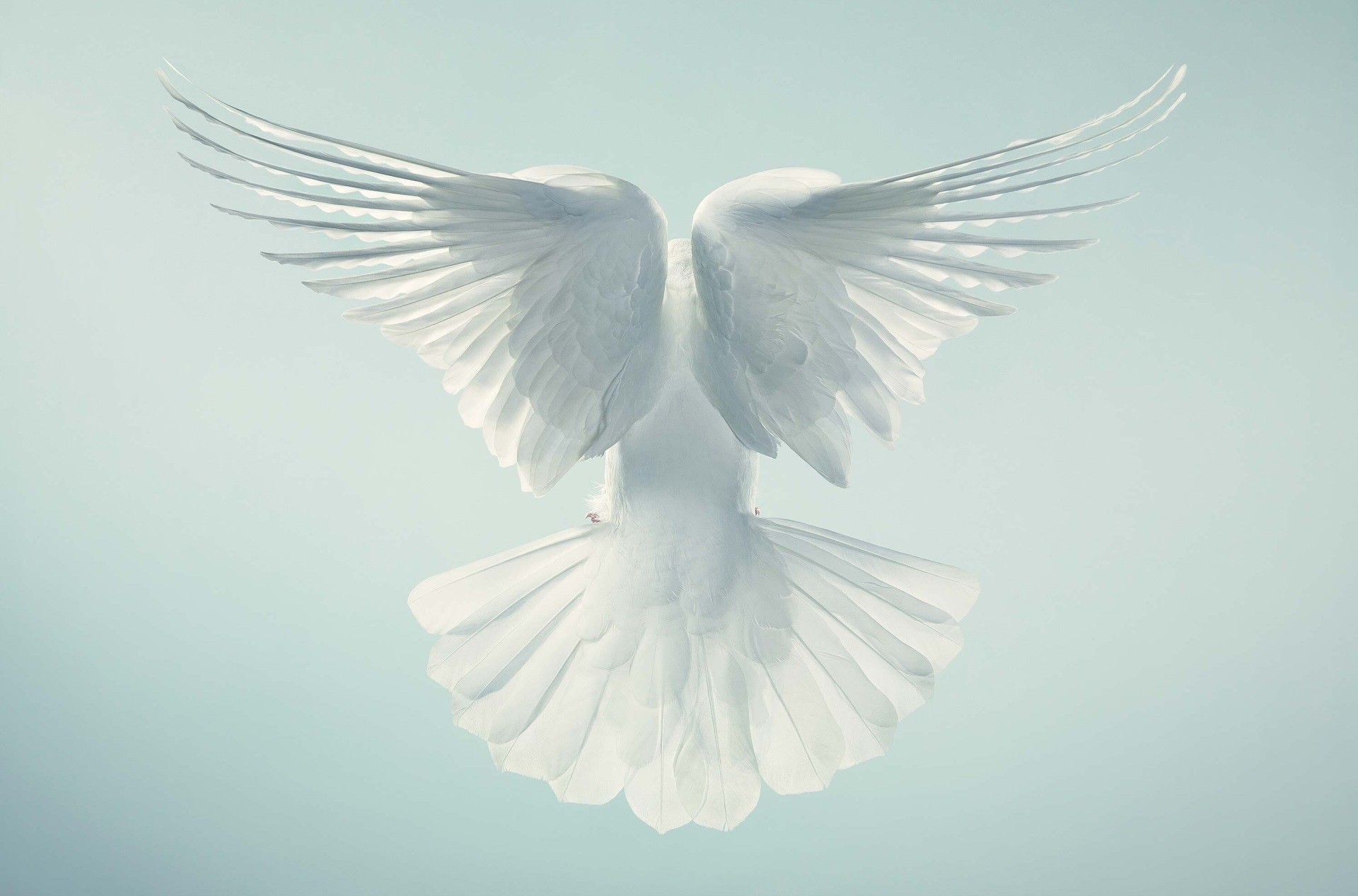 White Dove Wallpaper