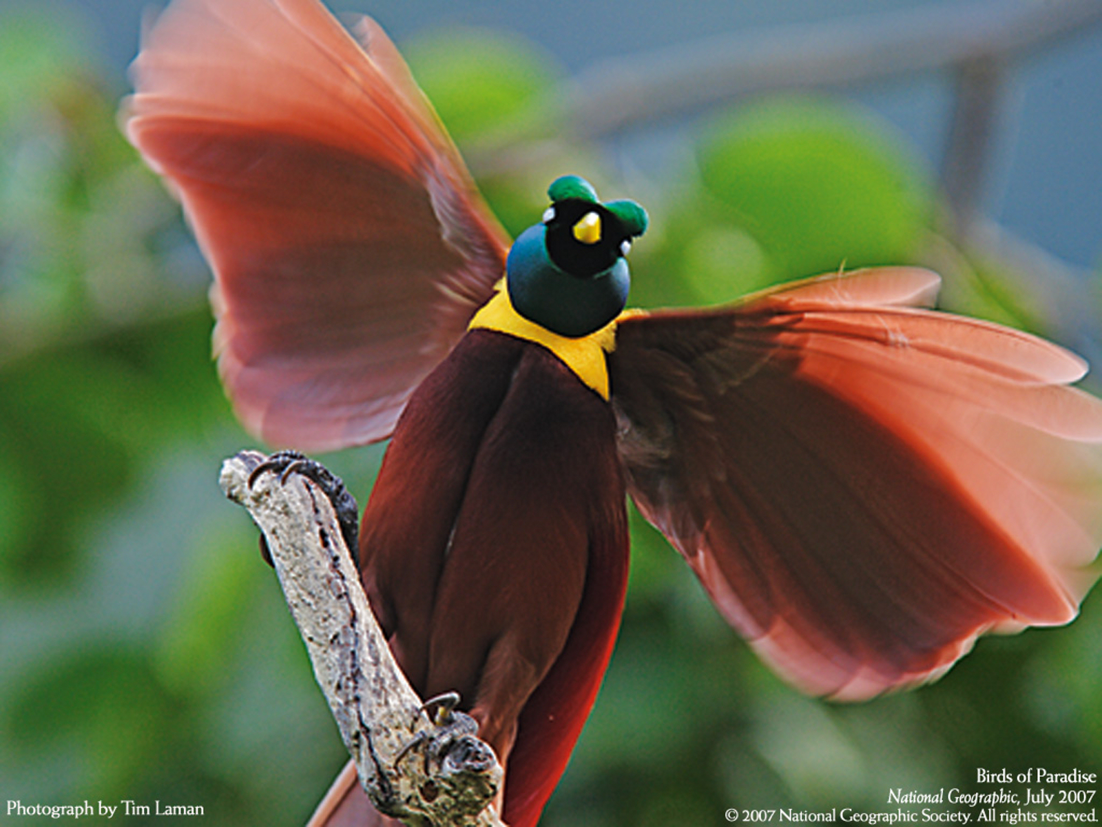 20 Charming Birds of Paradise Pictures