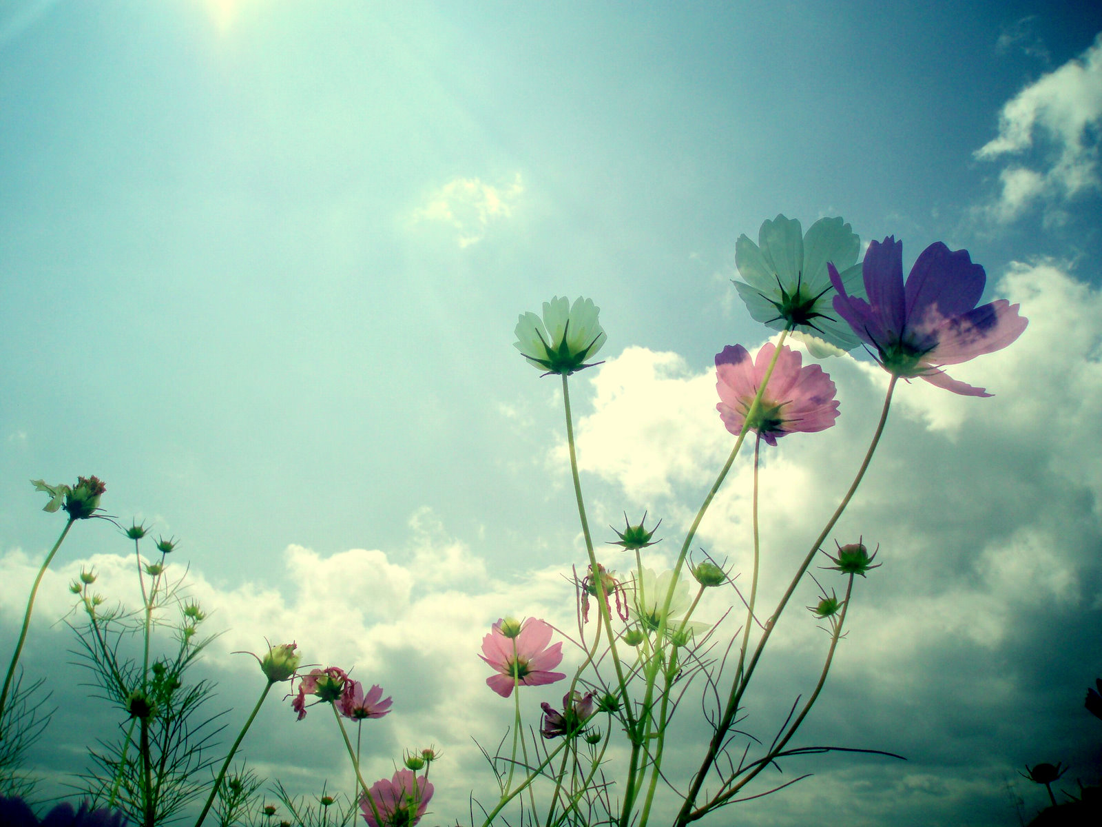 Beautiful Flowers in Sky Background