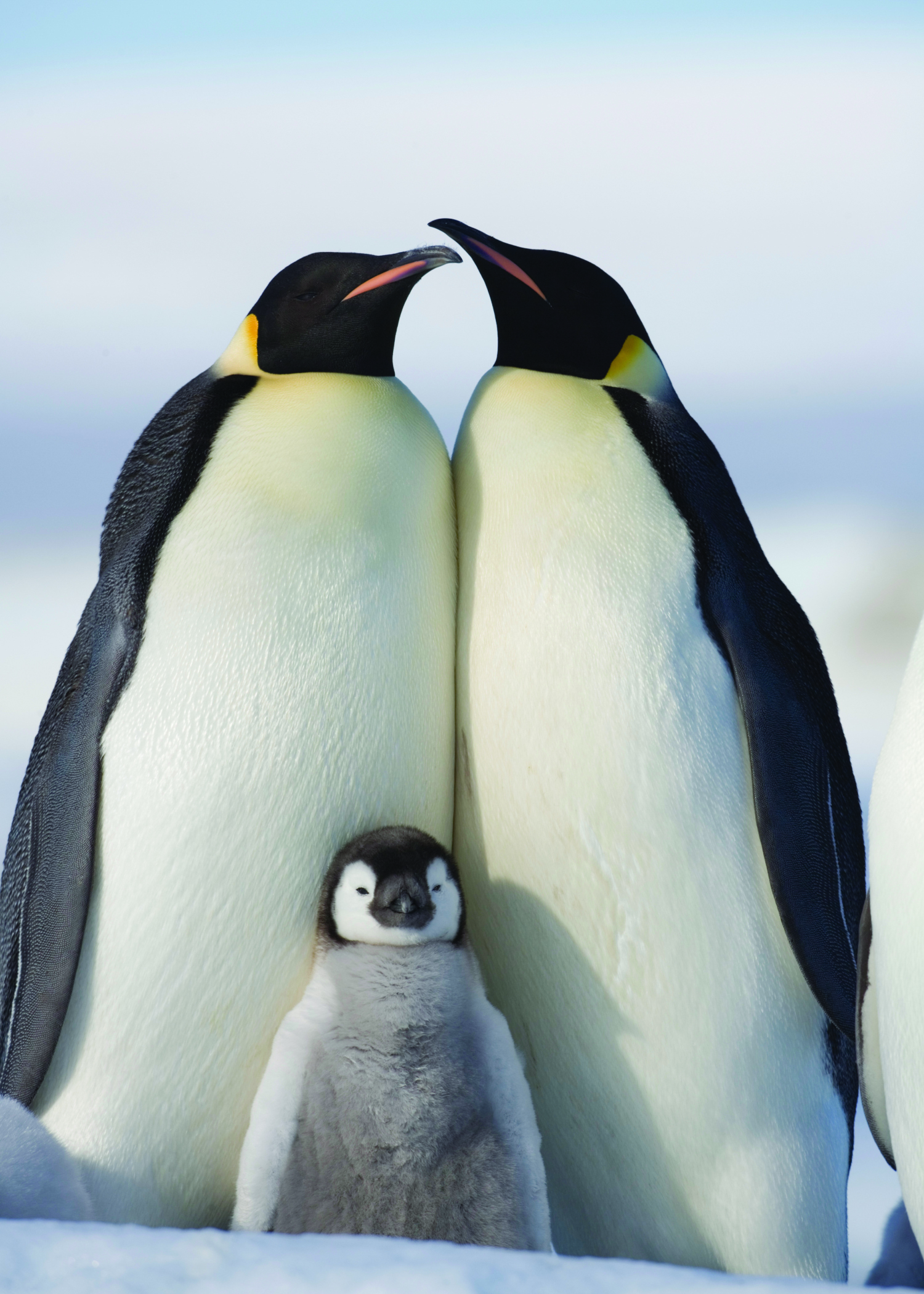 K Penguins   Lessons   Tes Teach