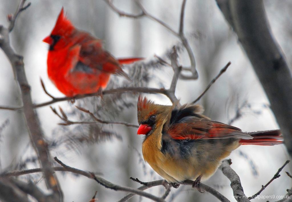 Cardinals Birds In The Winter Cardinal S