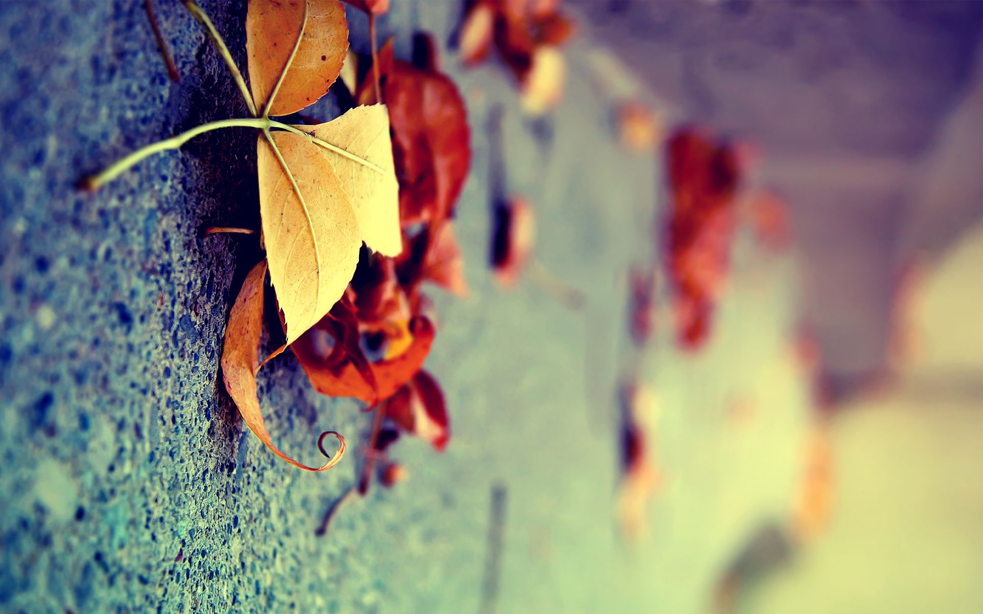  of cold weather wallpaper of the Golden time autumn For Desktop