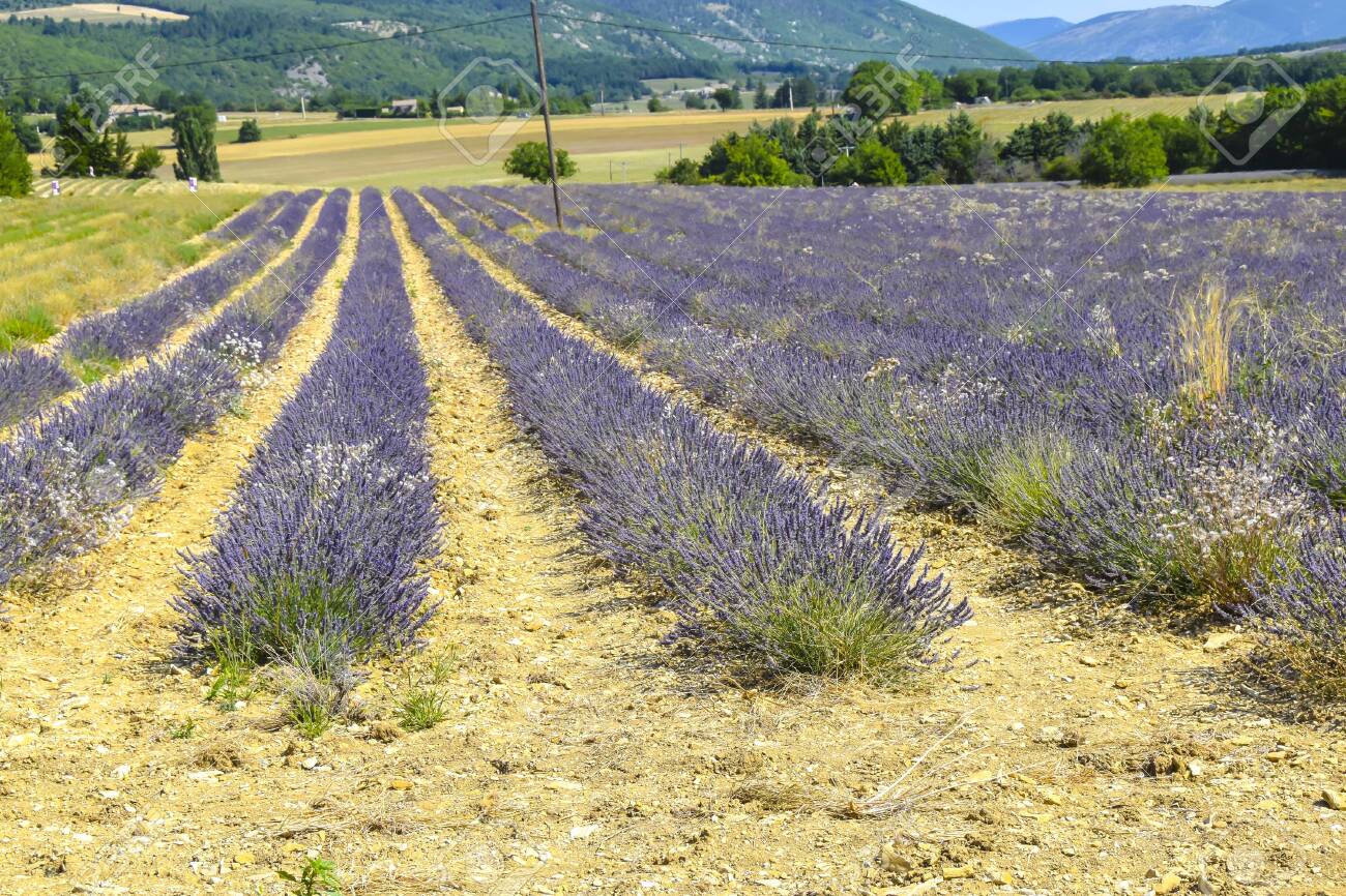 Lavender Fields Of Provence On A Background Mountains Landscape