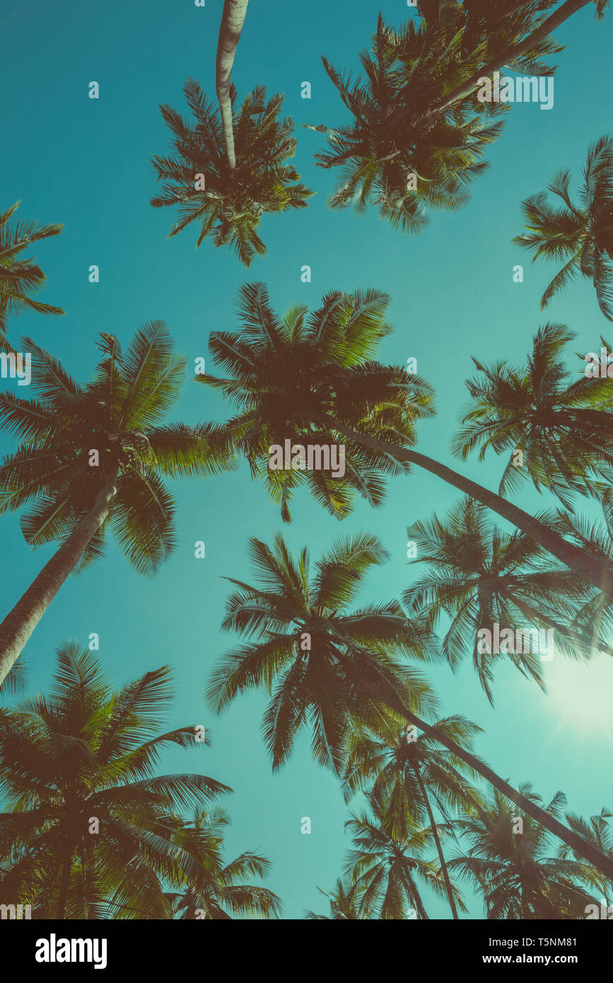 Vintage toned different tropical palm trees at summer tropical