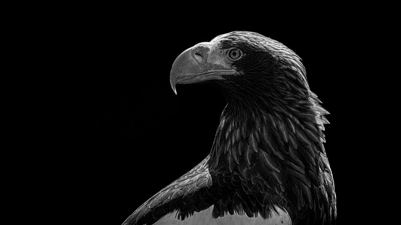 Wallpaper Eagle Bird Bw Predator iPhone Black