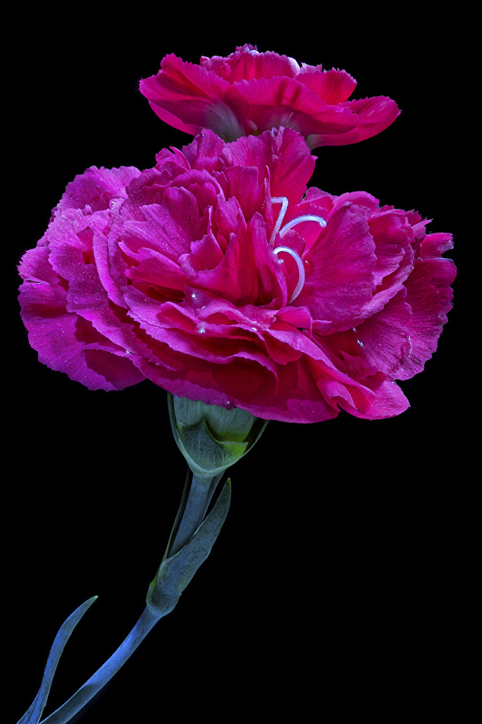Image Pink Color Flower Dianthus Closeup Black Background