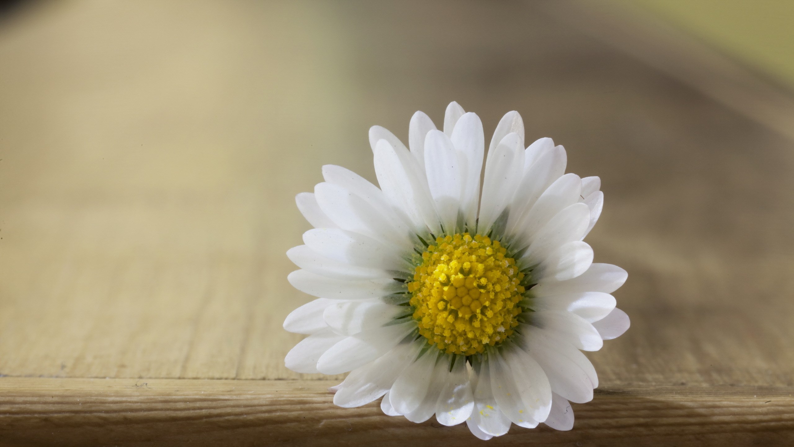 White Daisy Petals Macro Pistil Mood HD Fullscreen Wallpaper