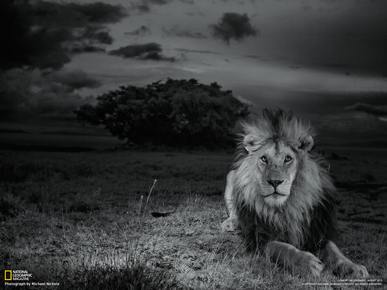 From Lions Of The Serengeti National Geographic August
