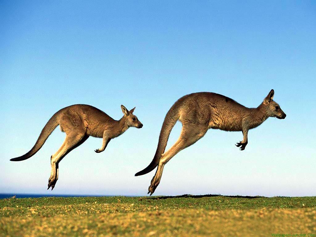 Australian Animals Image Kangaroos HD Wallpaper And Background