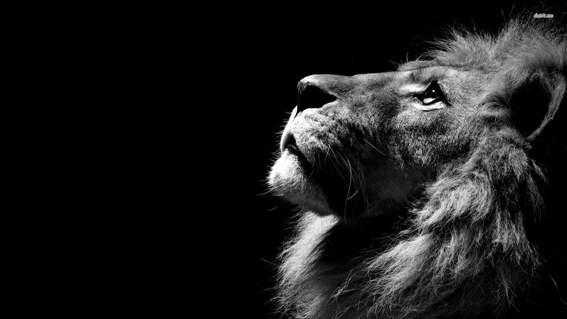 Lion Wallpaper On