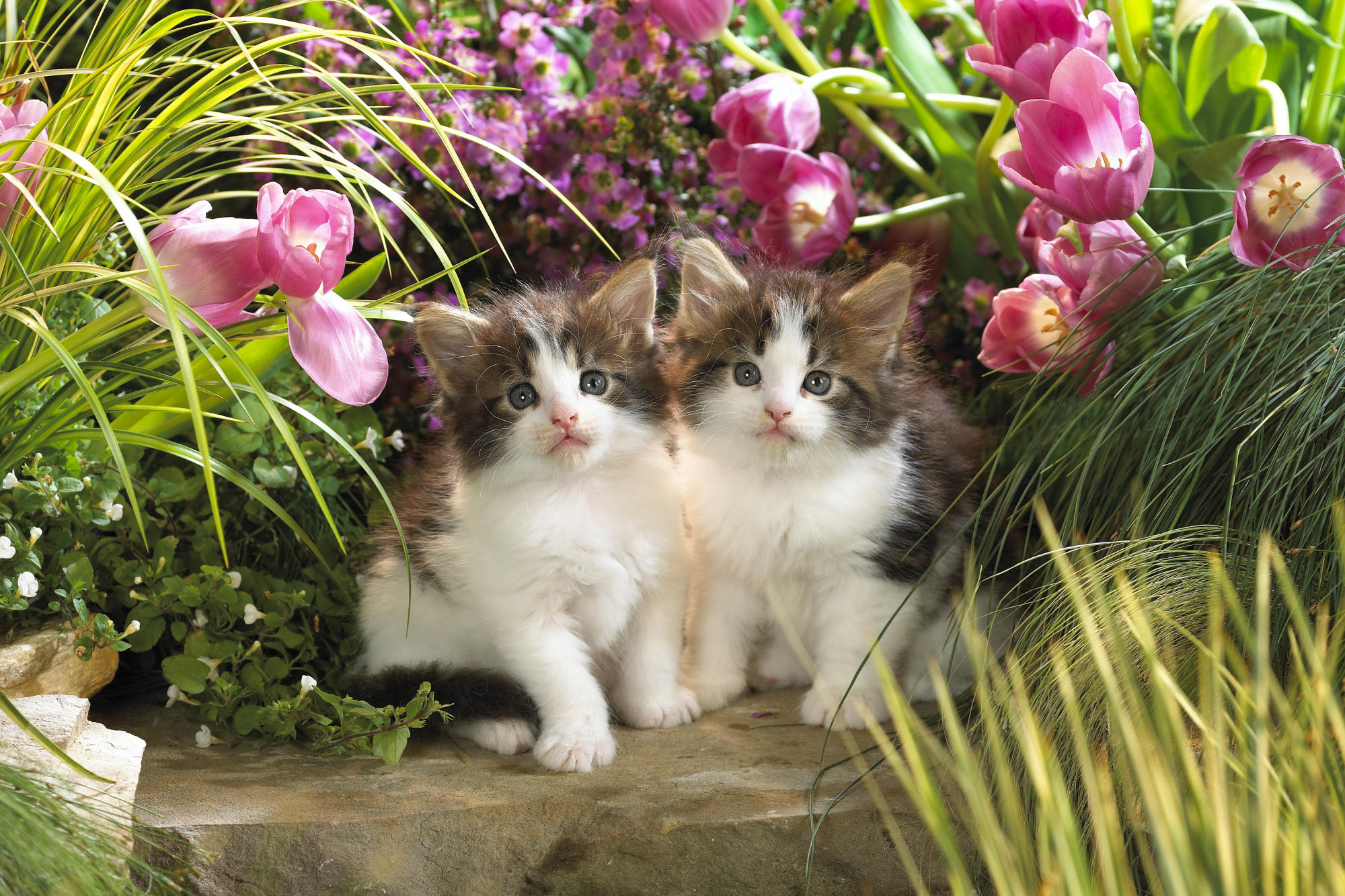 Spring Kittens Desktop Wallpaper - WallpaperSafari
