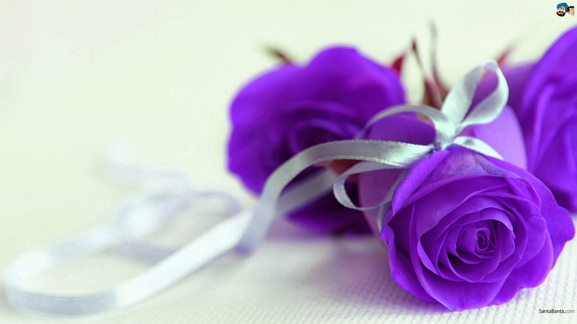 Purple Roses With Silver Ribbon Wallpaper And Image