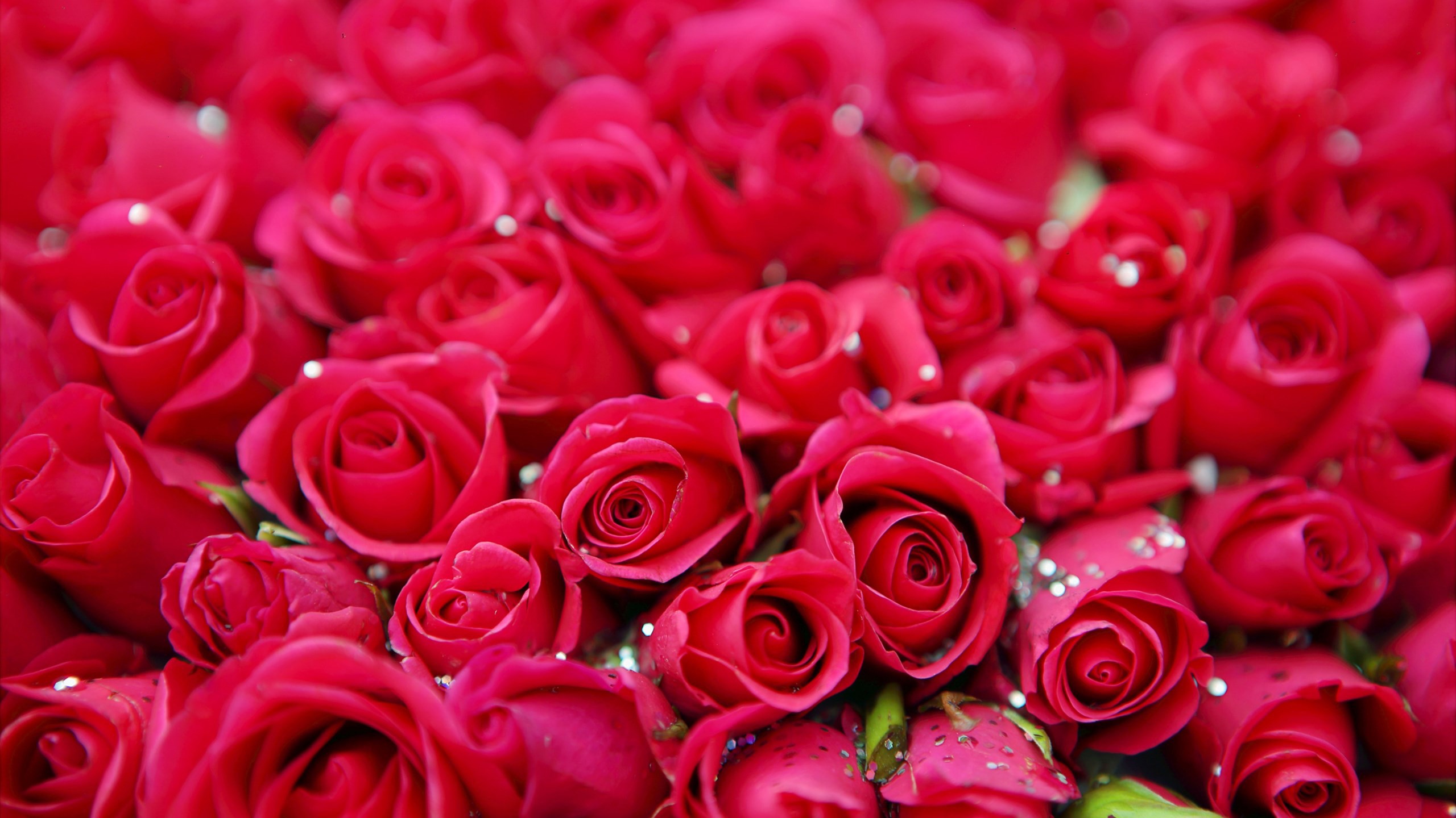 Red Roses Petals Flowers HD Wallpaper