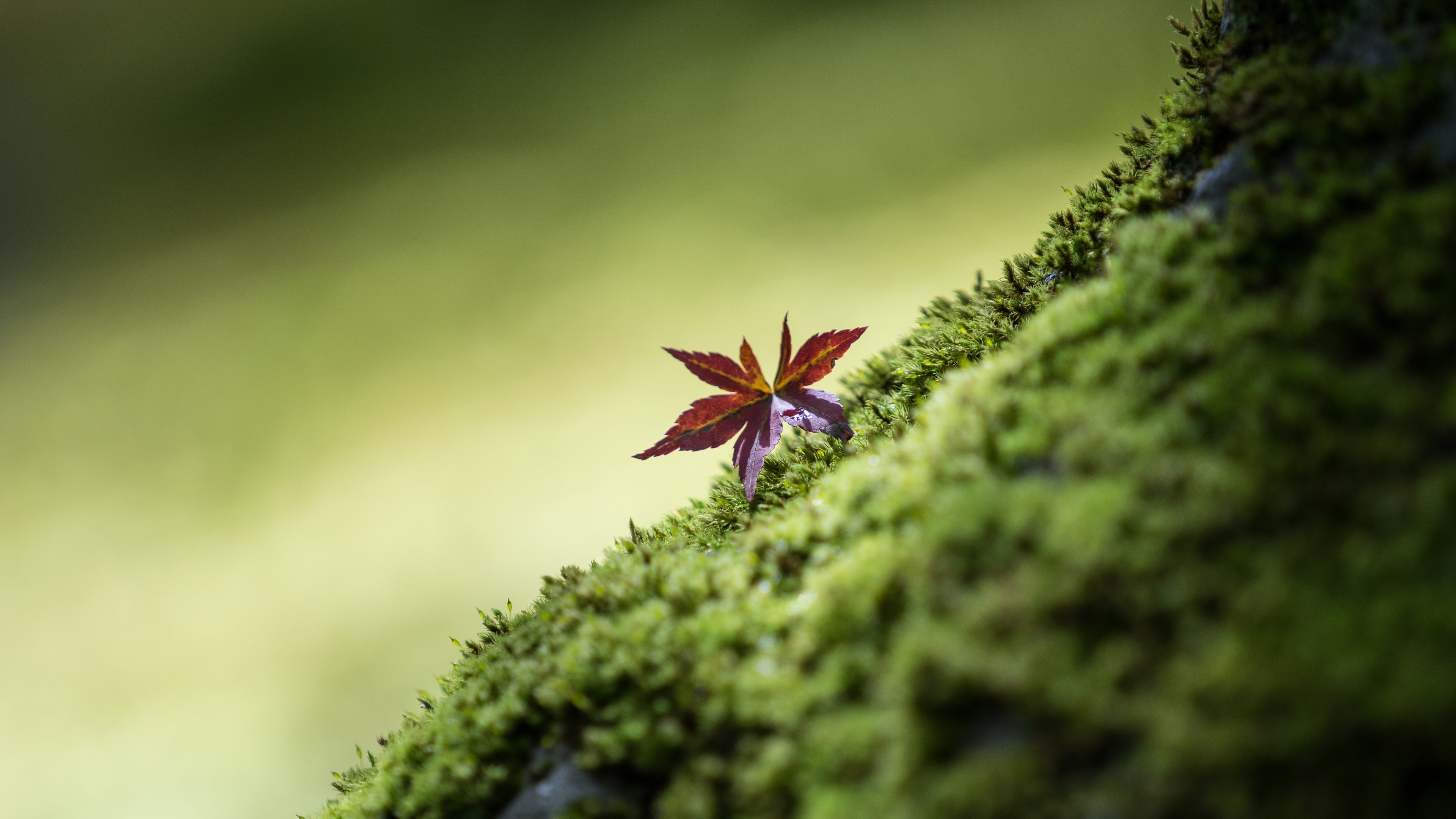 Leaves Macro Nature Autumn HD Wallpaper 4k