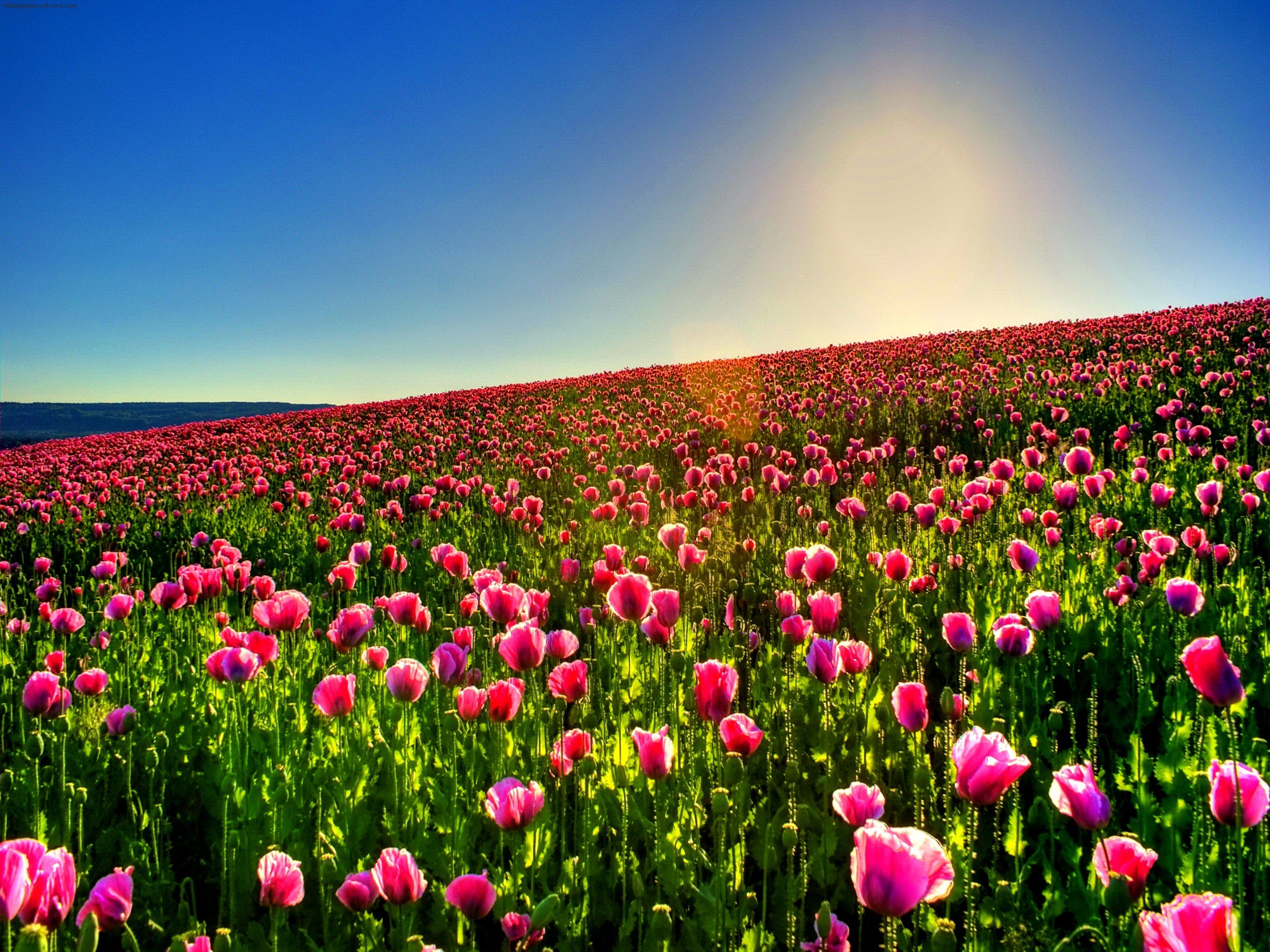 Tulip Fields Tulips Field Flower Flowers Wallpaper HD