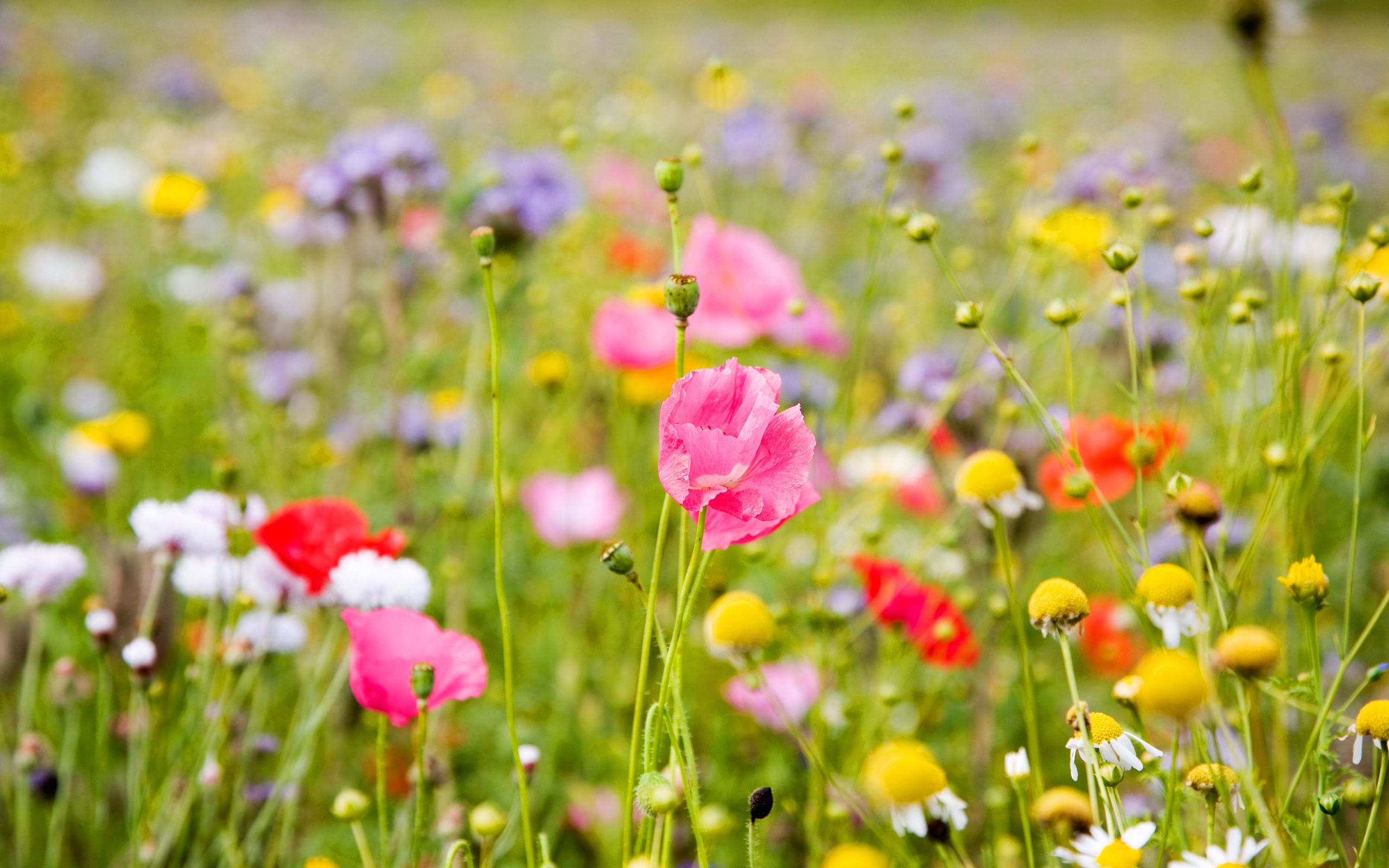 Summer Meadow Colorful Flowers X Close