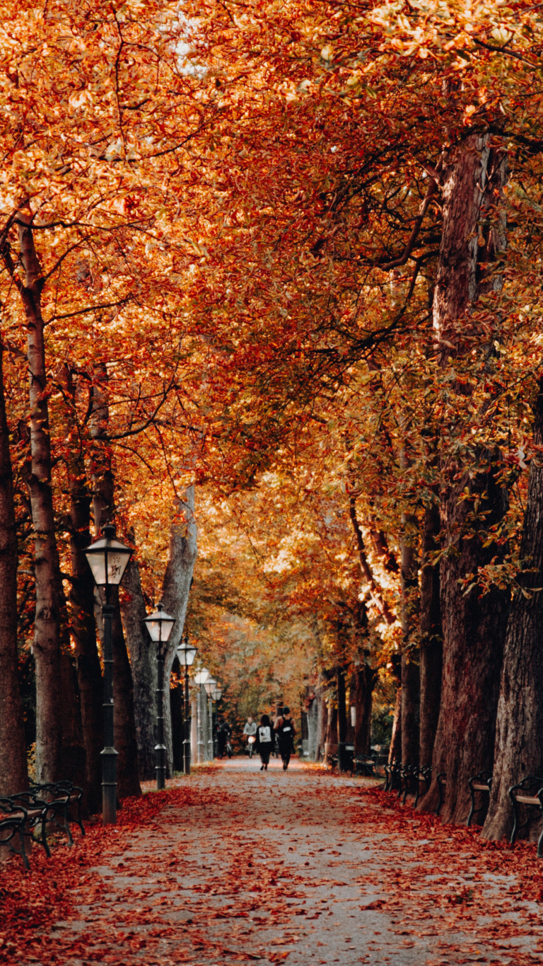 Autumn Phone Wallpaper