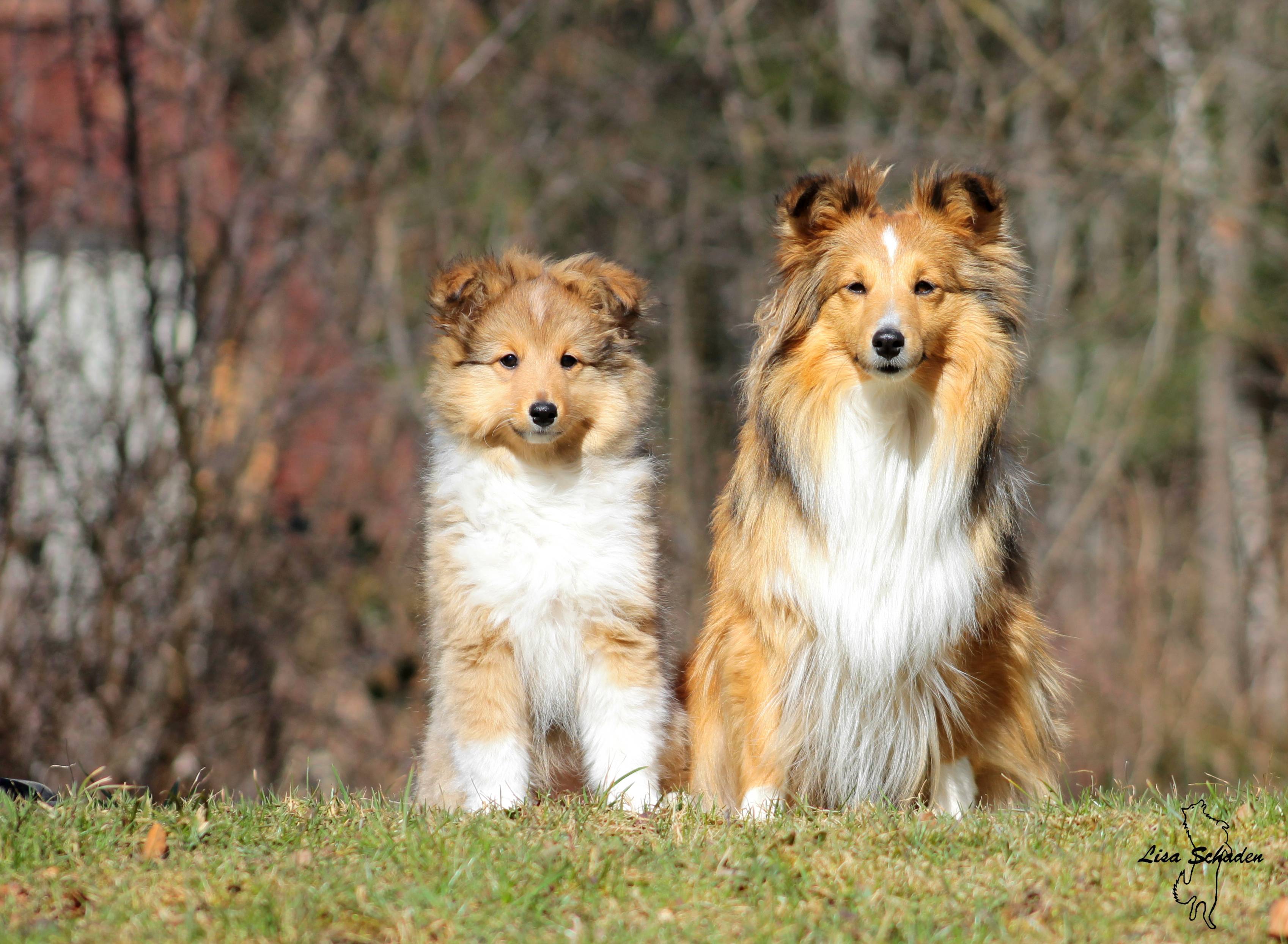 Two Beautiful Sheltie Breed Dog On Forest Background Wallpaper