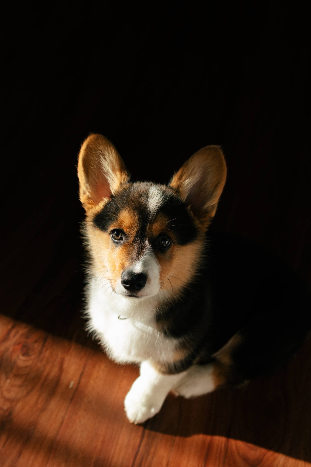 Corgi In Black Shadows Zkfennzz2fk82ccs Wallpaper