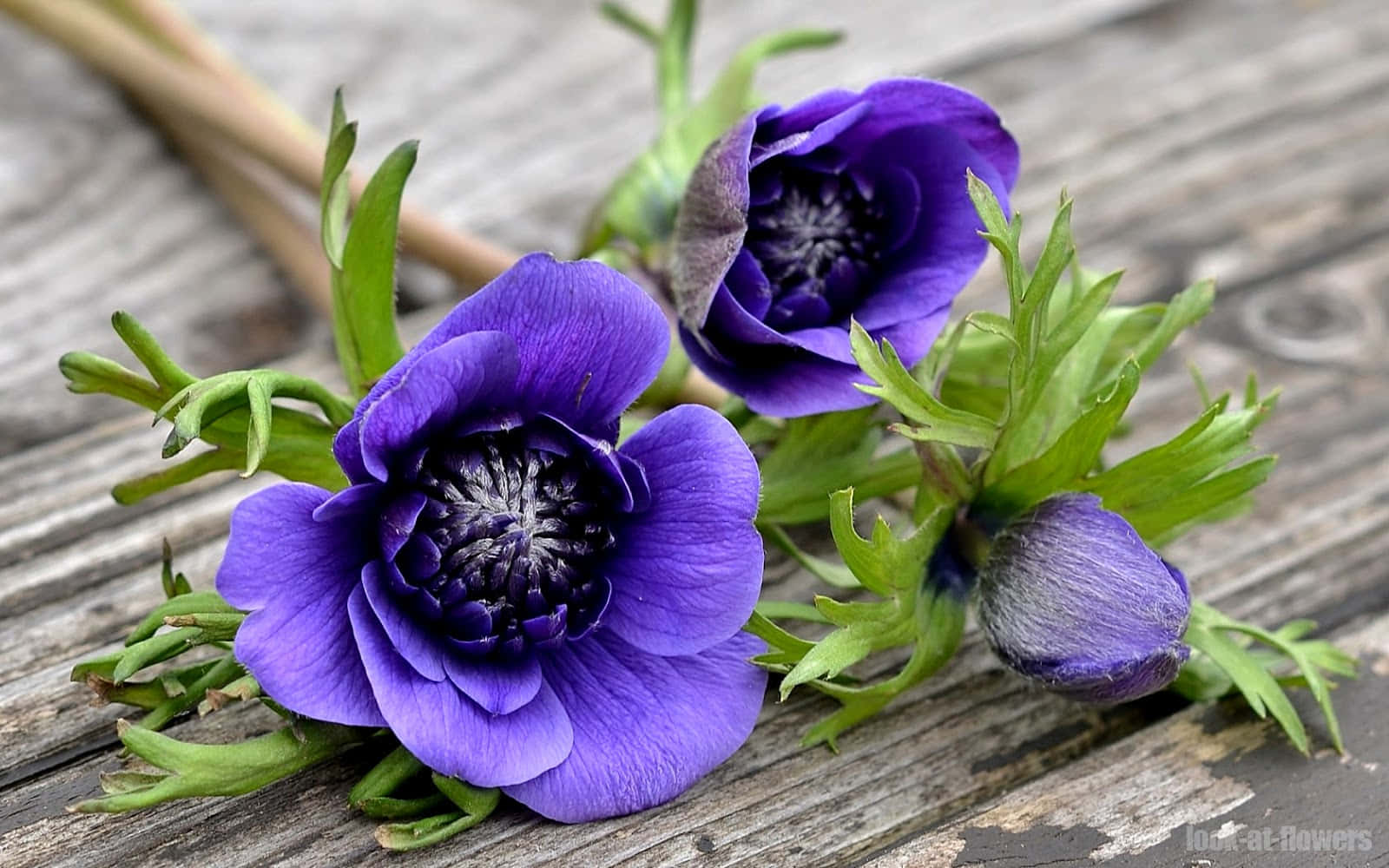 The Graceful Beauty Of An Anemone Flower Wallpaper
