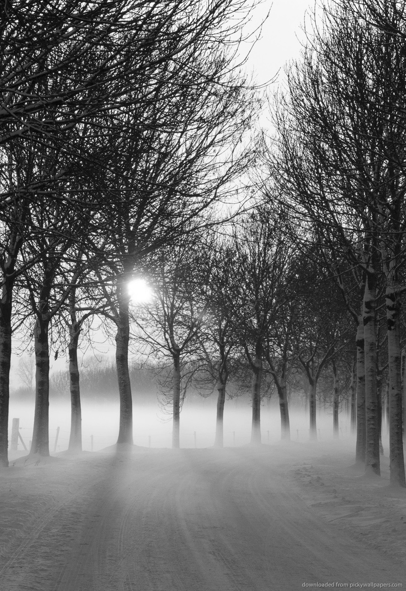 Misty Winter Afternoon Screensaver For Amazon Kindle Dx