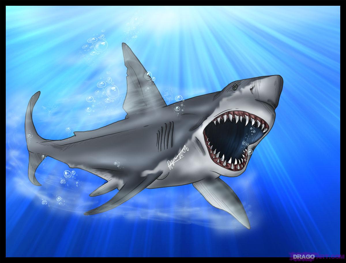 Shark Pictures To Print HD Wallpaper In Animals Imageci