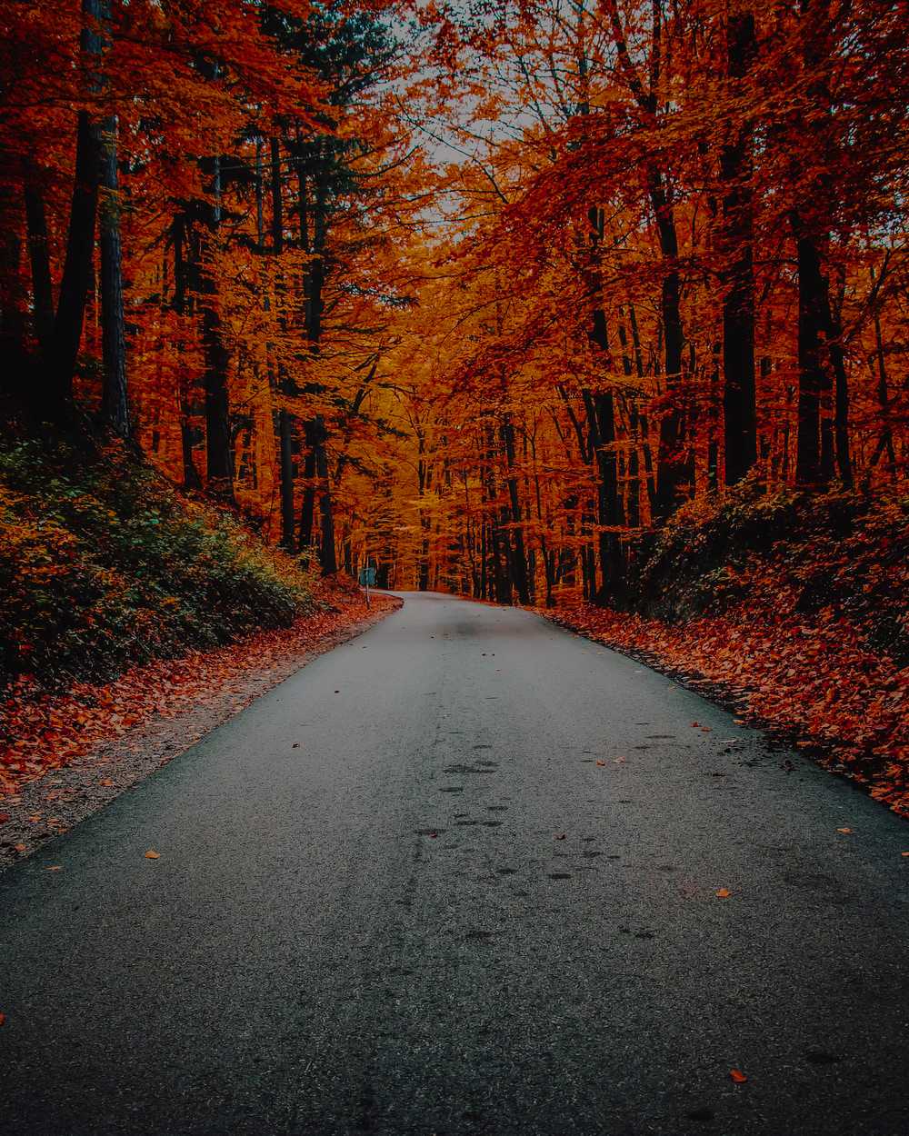 4k Fall Wallpaper