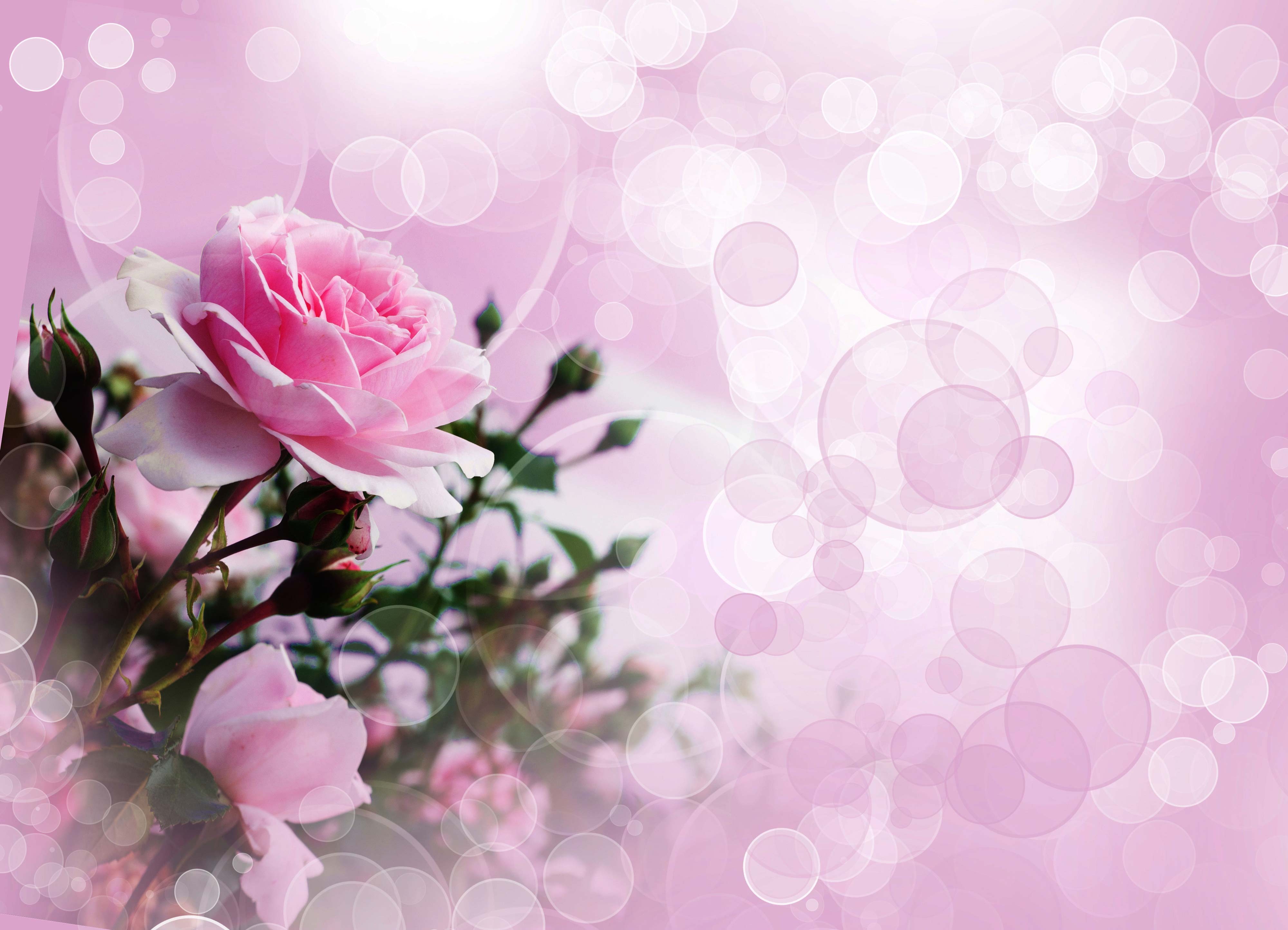 Pink Rose Wallpaper Full HD