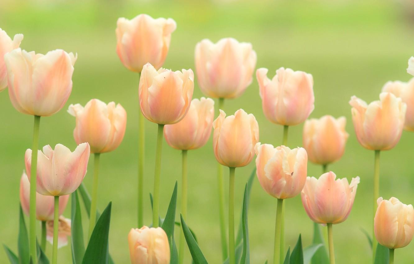 Wallpaper tenderness tulips buds images for desktop section
