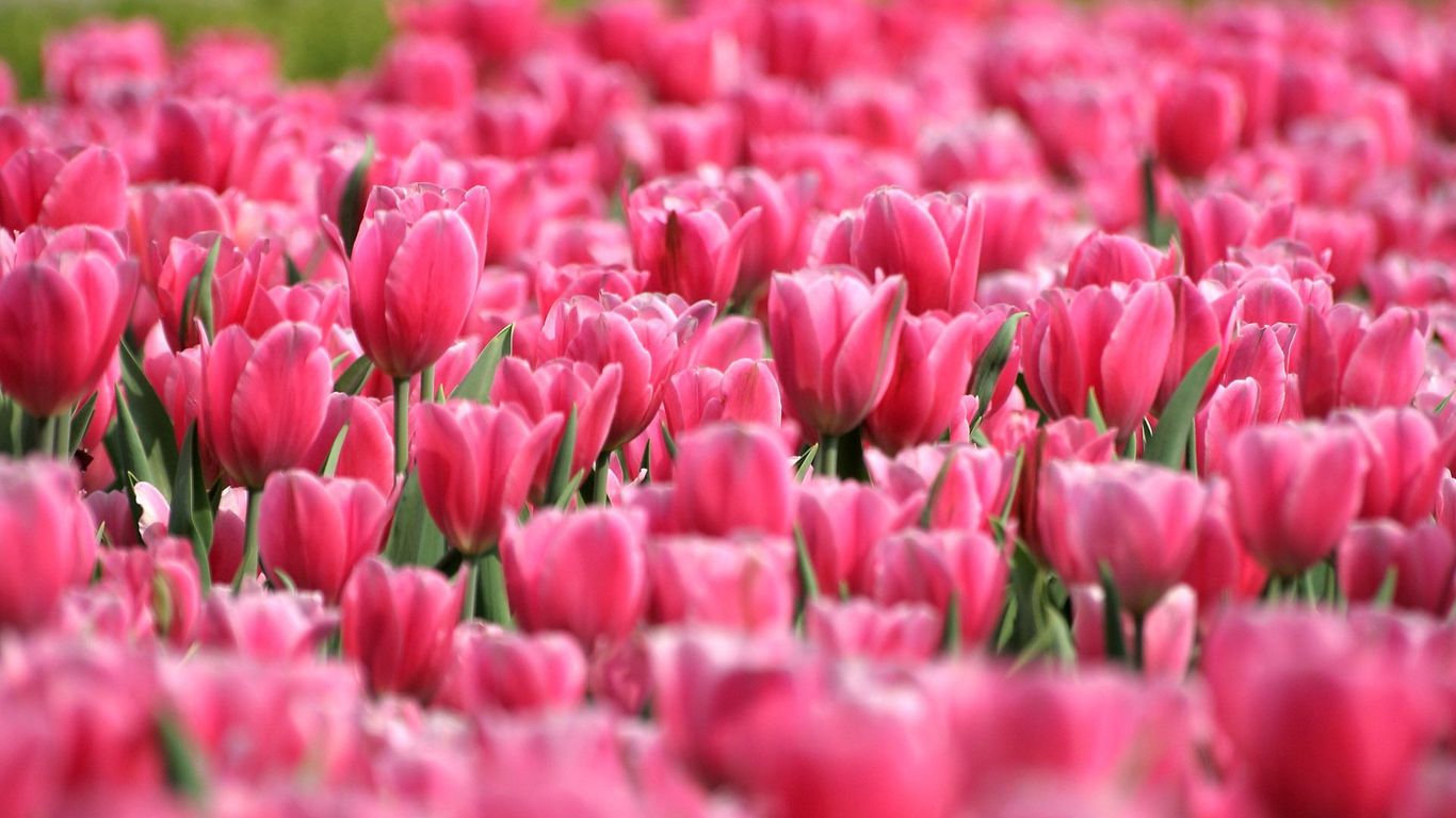 Pink Tulip Garden Widescreen Wallpaper