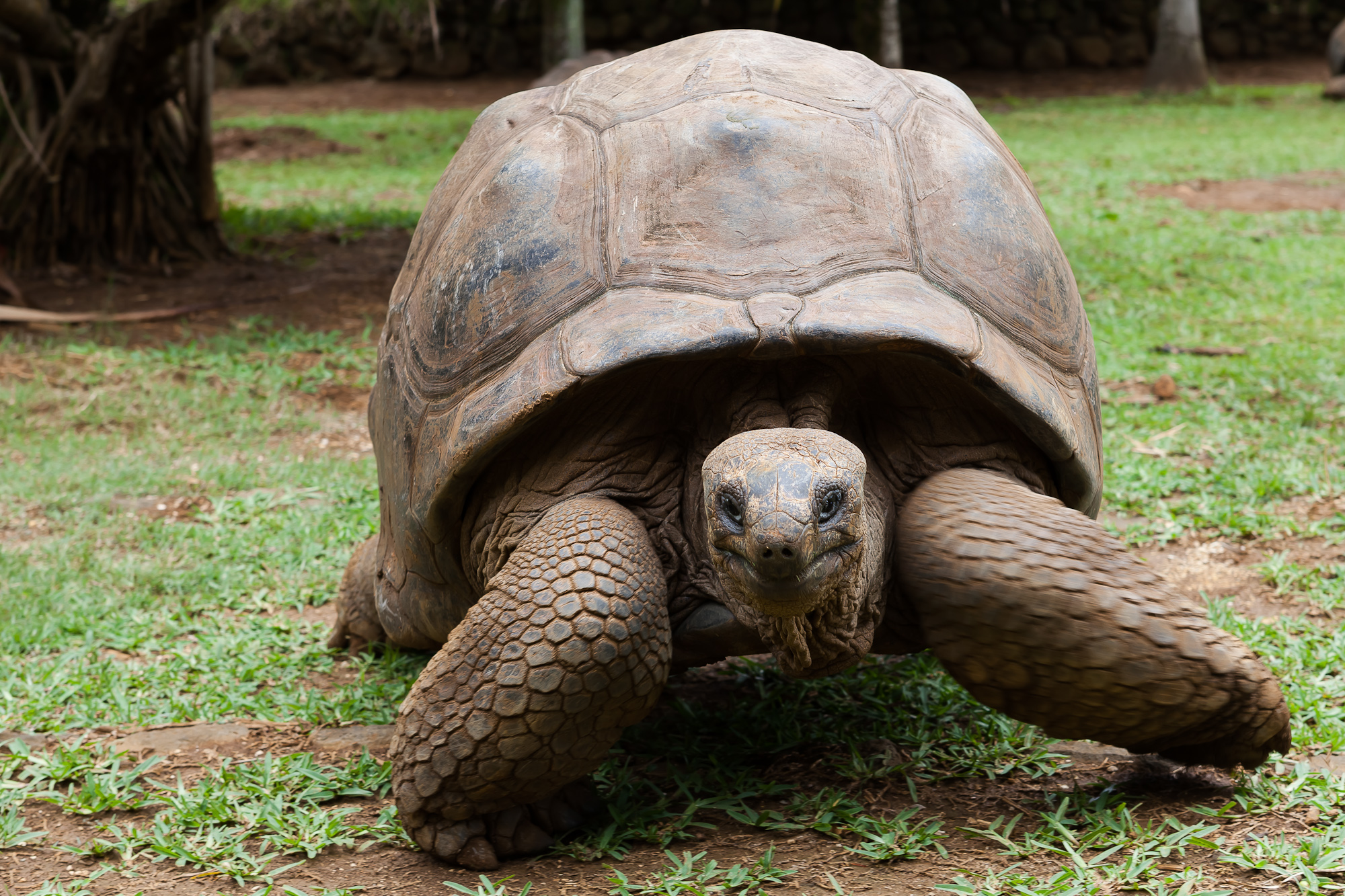 Aldabra Giant Tortoise Wallpaper Pictures Pics Photos Image