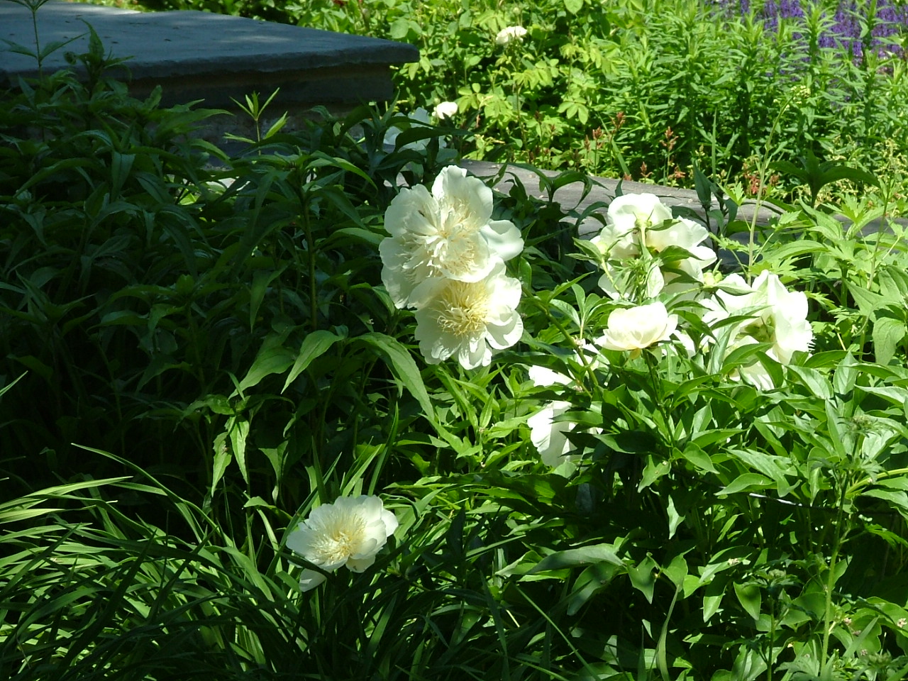 Landscape Plants Trees Shrubs Identification Pictures