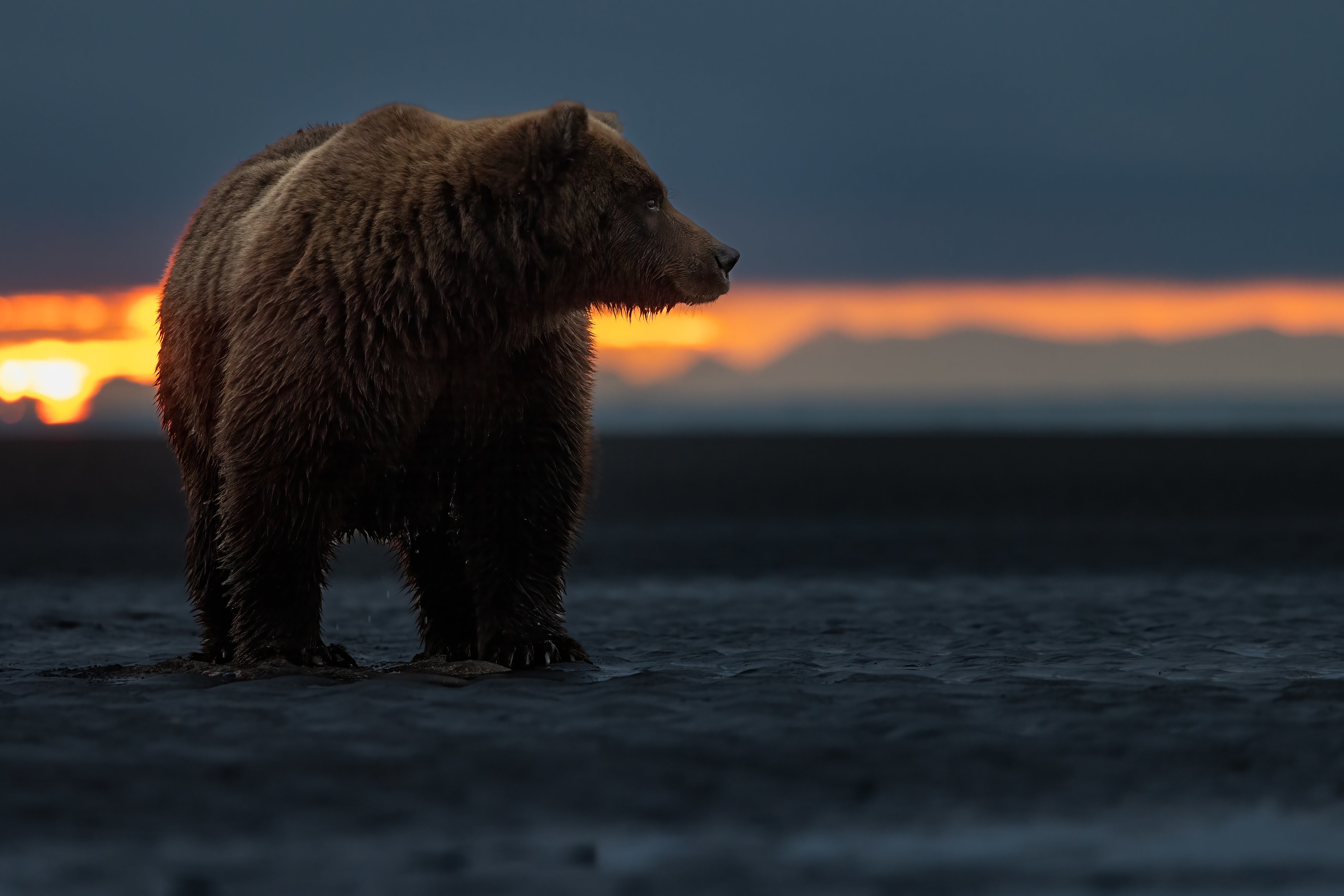 Bear Wallpaper
