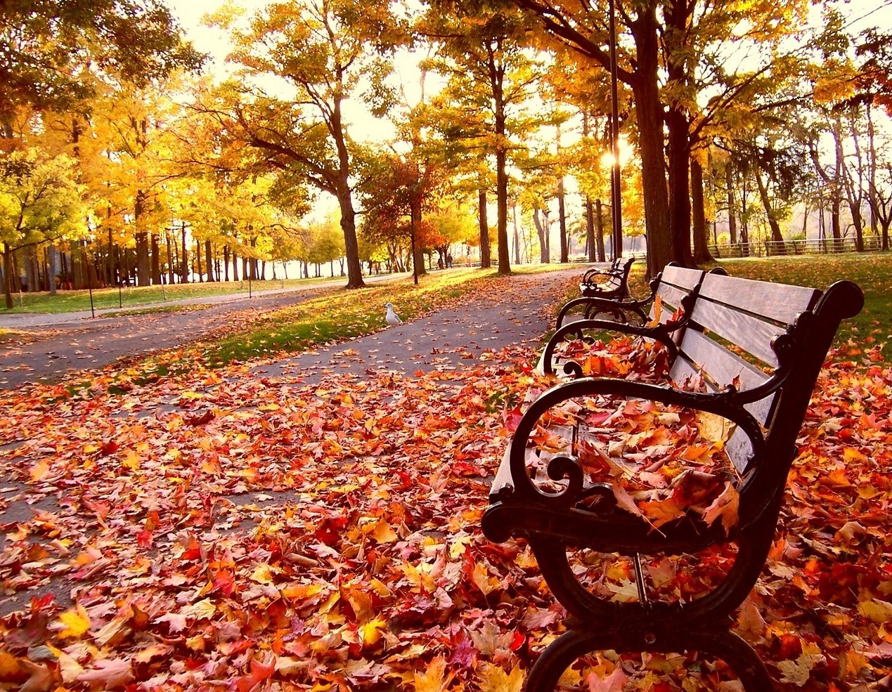 Road Side Bench In Fall Season With Resolutions Pixel