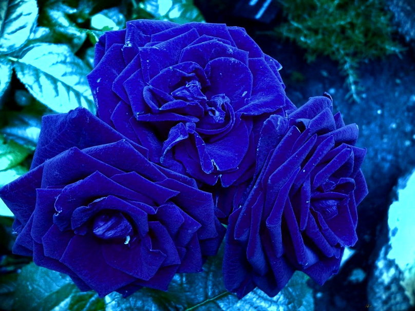 Rosas Azules Oscuros Fondo De Pantalla
