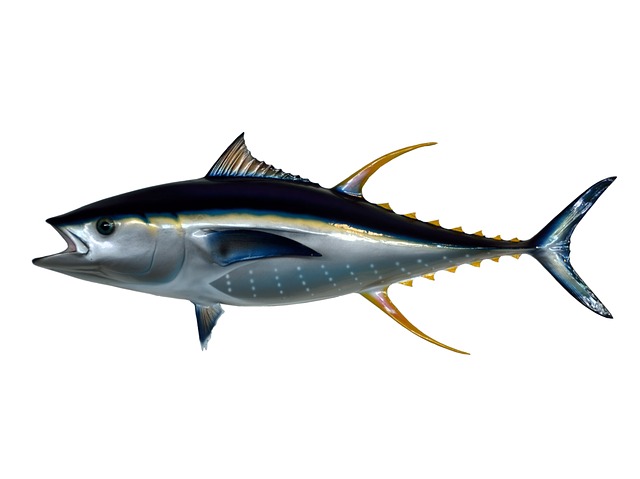 Illustration Yellow Fin Tuna Fish Taxidermy