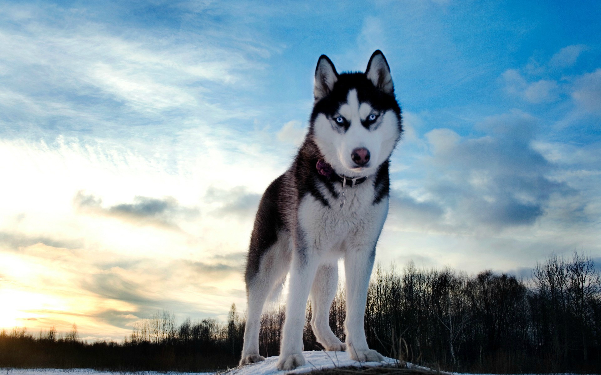 Devil Husky Dog Breed And Top Pics