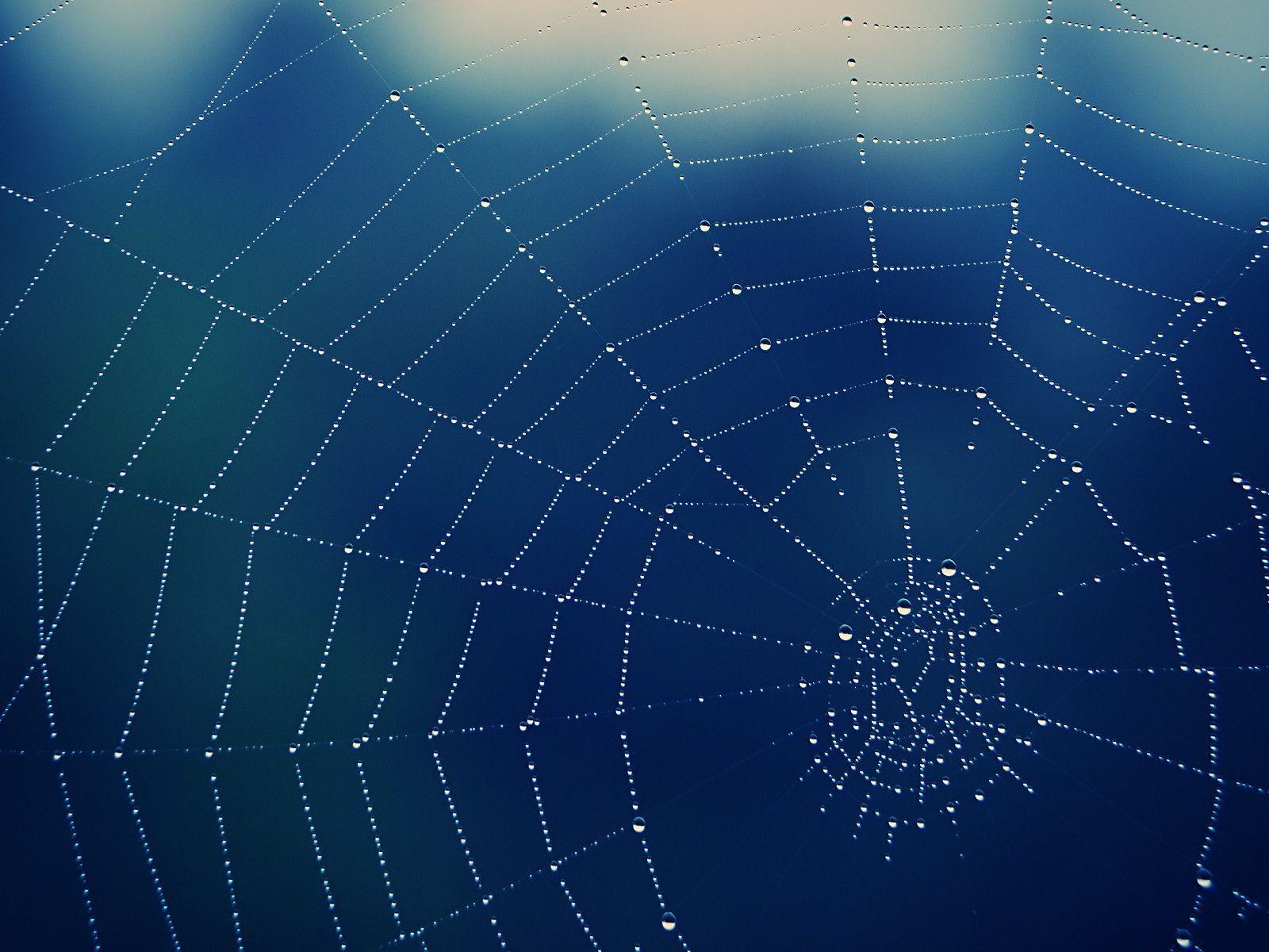 Spider Web Background