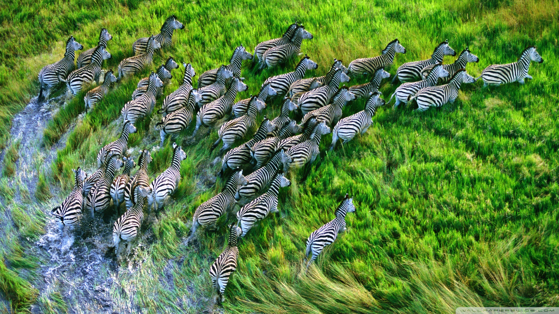 Mac Os X Retina Zebras Wallpaper